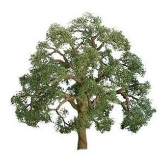 JTT Scenery Live Oak Tree 125mm (1 Pack)