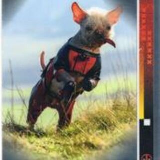 Topps Deadpool: Chrome 2025 - Dogpool Taking A Stroll #73